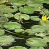 grotekeizerlibelsalland31072006 1